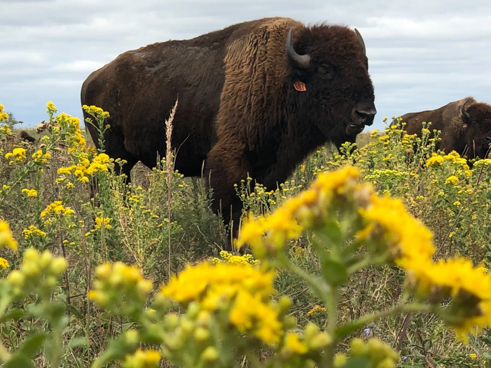 The New Mexico Bison Restoration Network